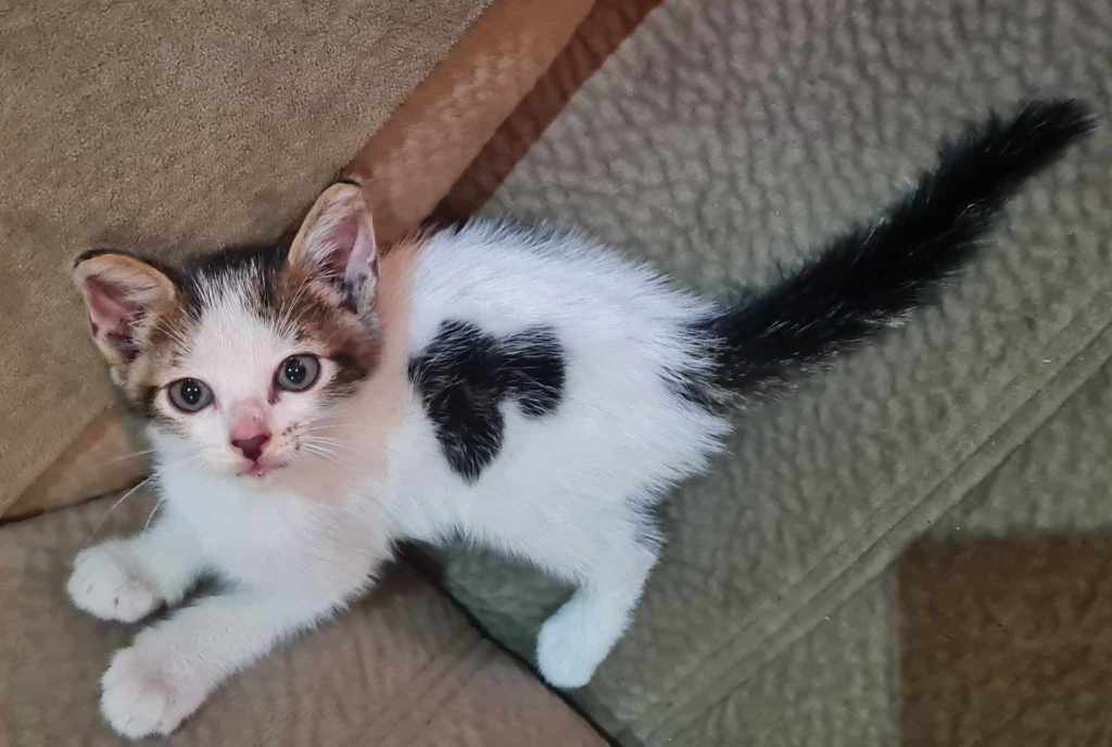 5-week-old Calico/Tricolor Male Kitten