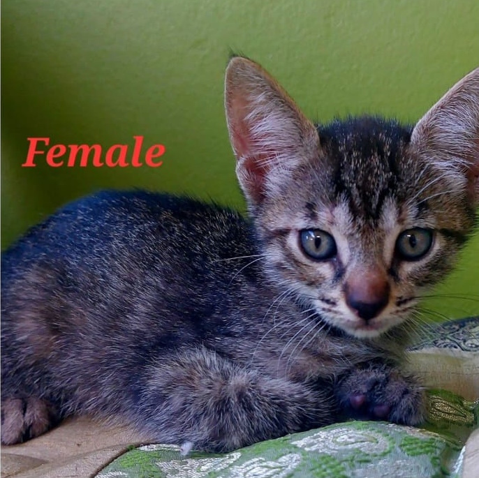 Adopt a female Tabby kitten