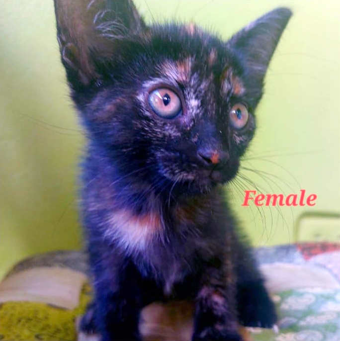 Adopt a Dark Tortie Female Kitten