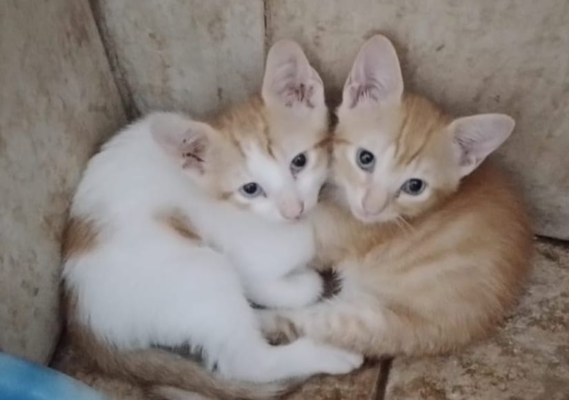 Adopt a Ginger Kitten