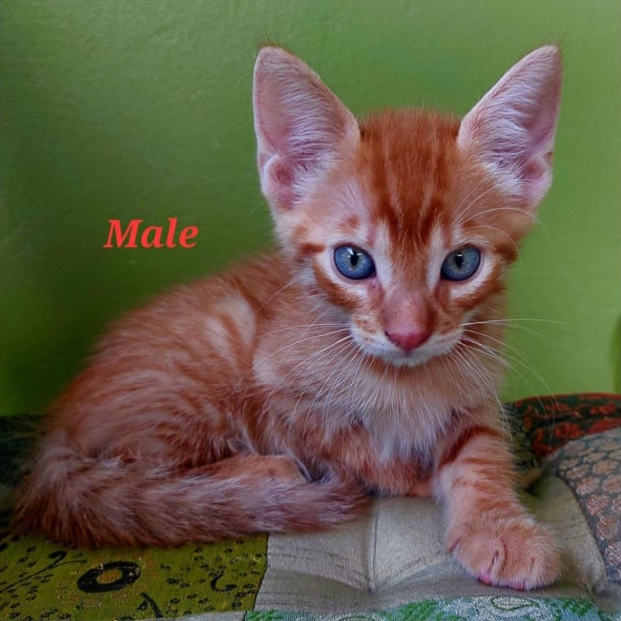 Adopt a male Ginger Kitten