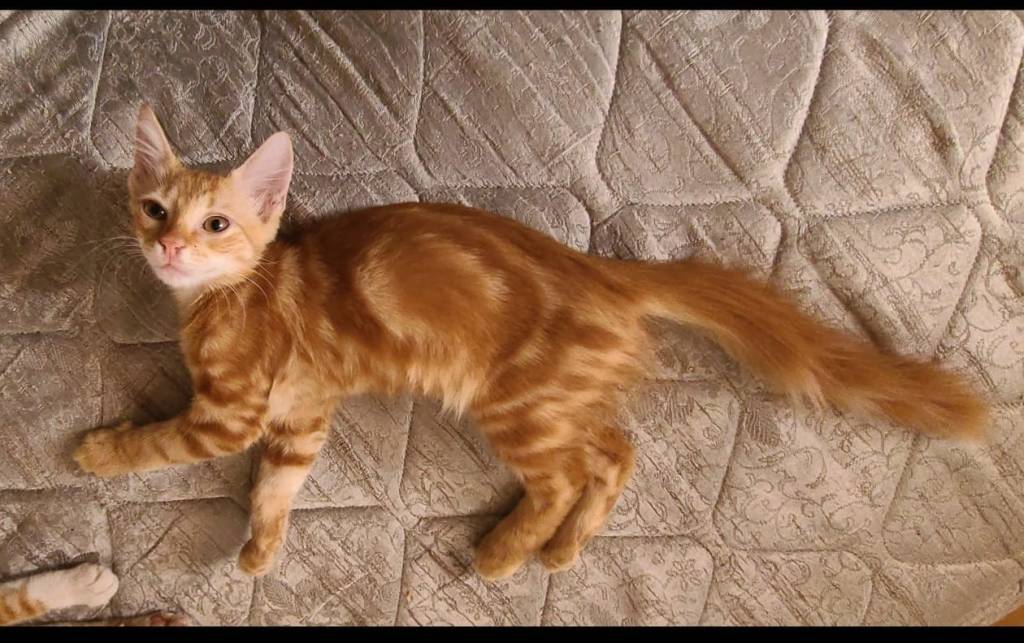 Missing: Ginger Kitten