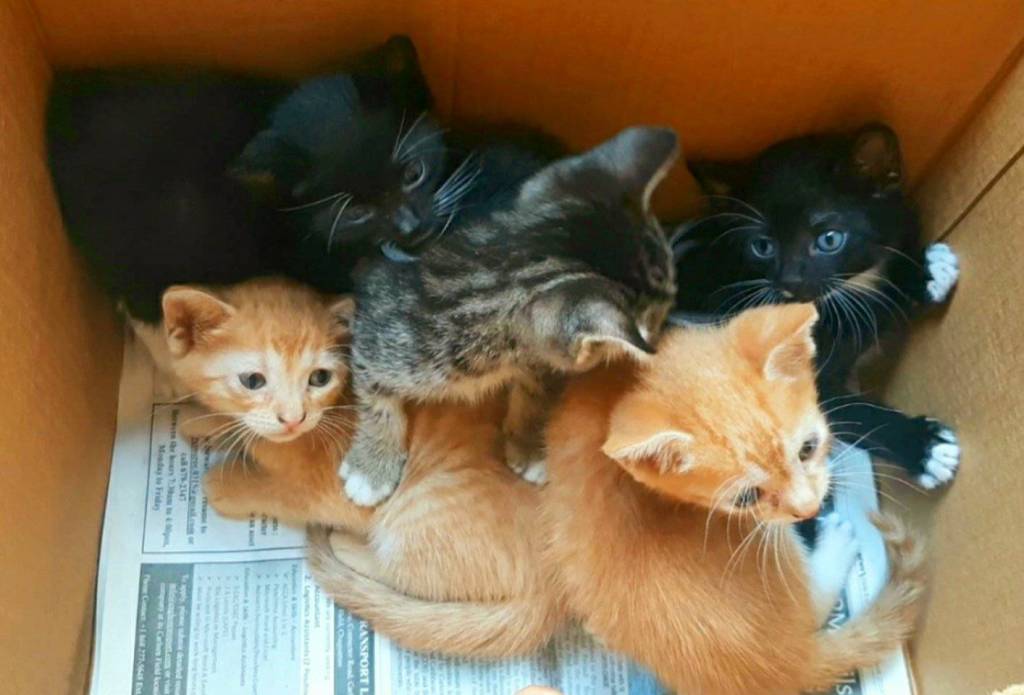 Tuxedo, tabby and ginger kittens for adoption