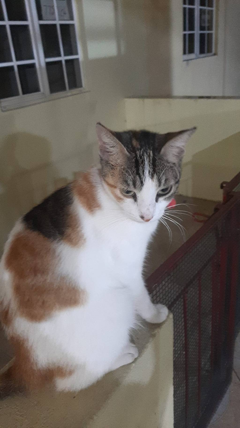Missing: Calico cat in San Fernando